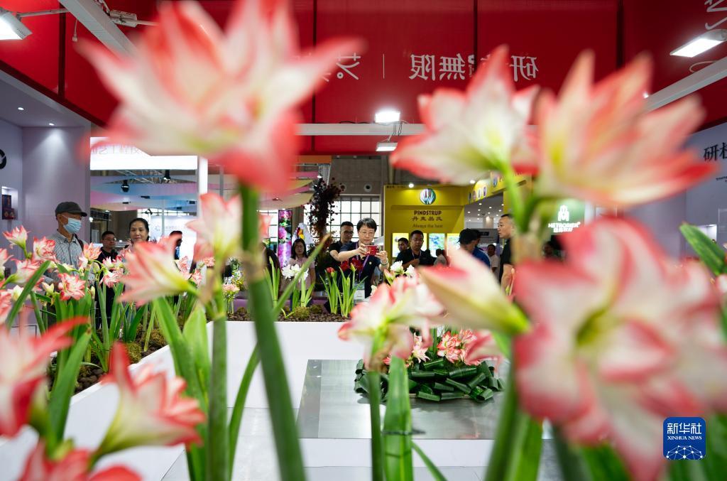 百家乐免佣什么意思